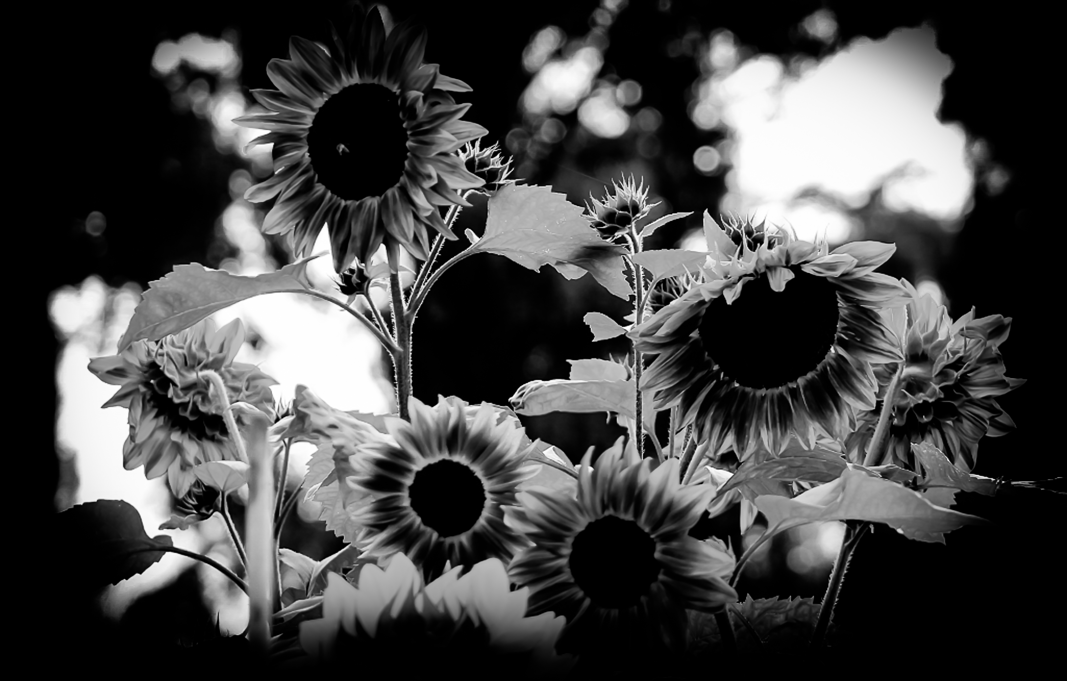 sunflowers