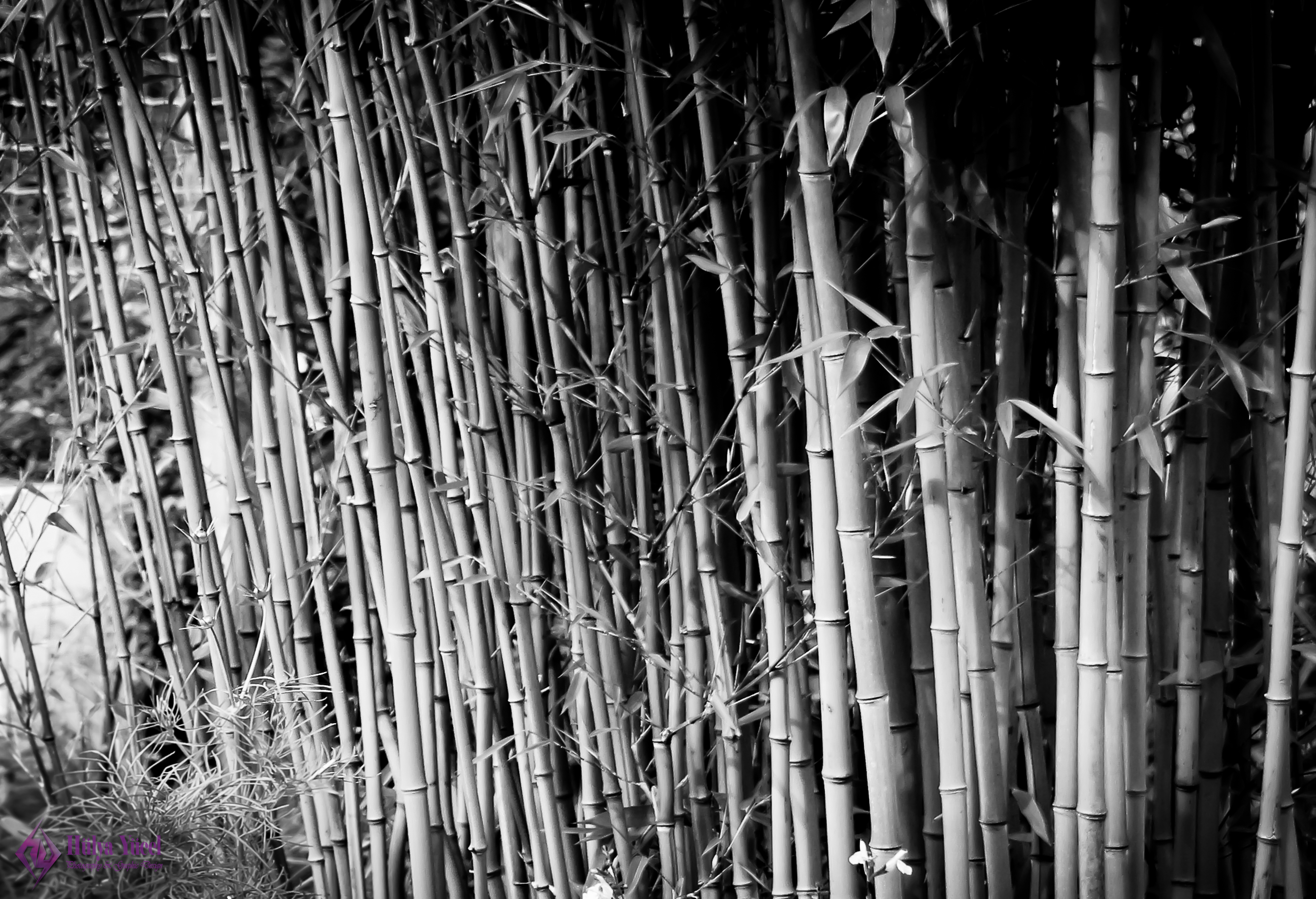 bamboo plant