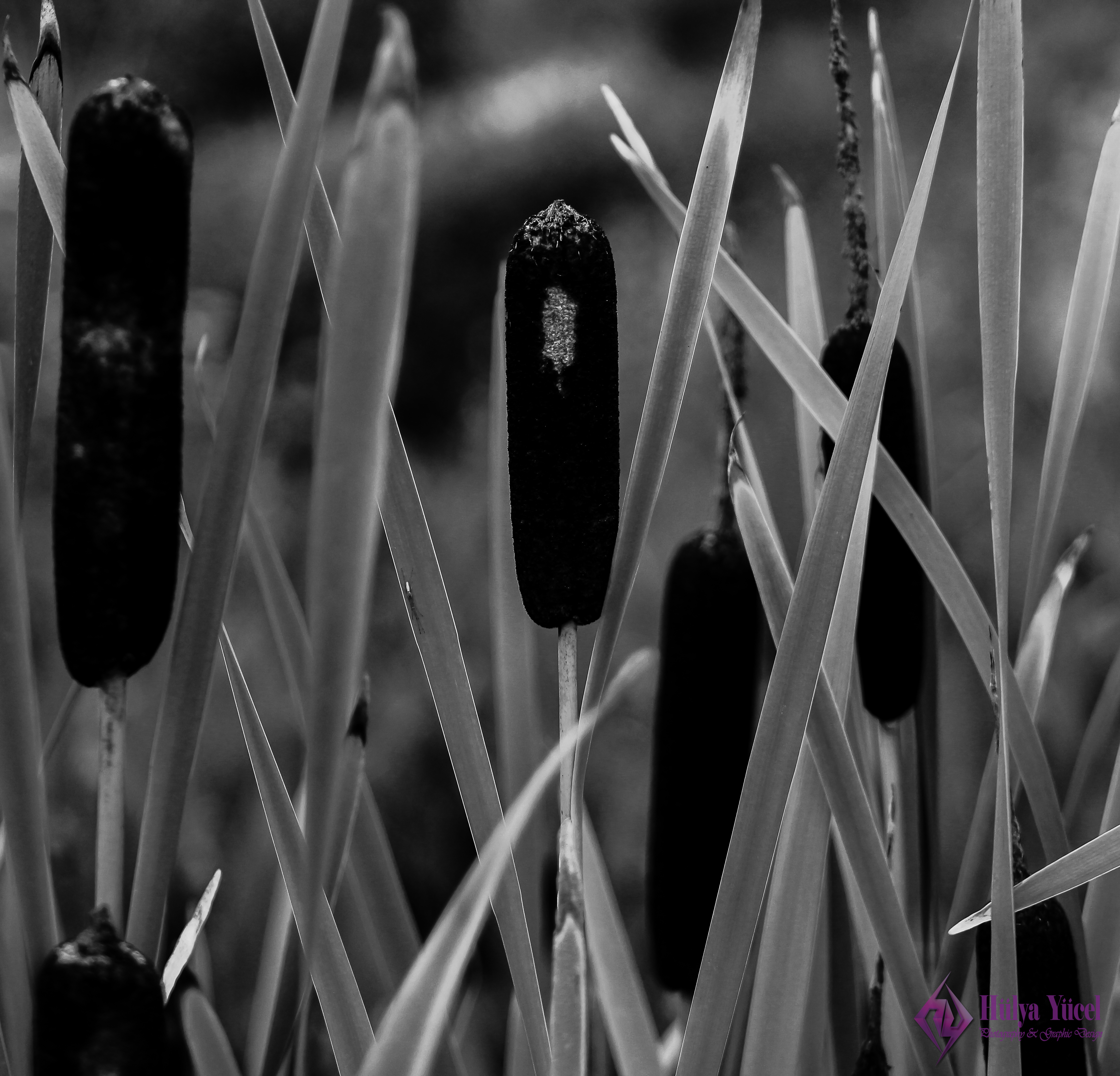 cattail