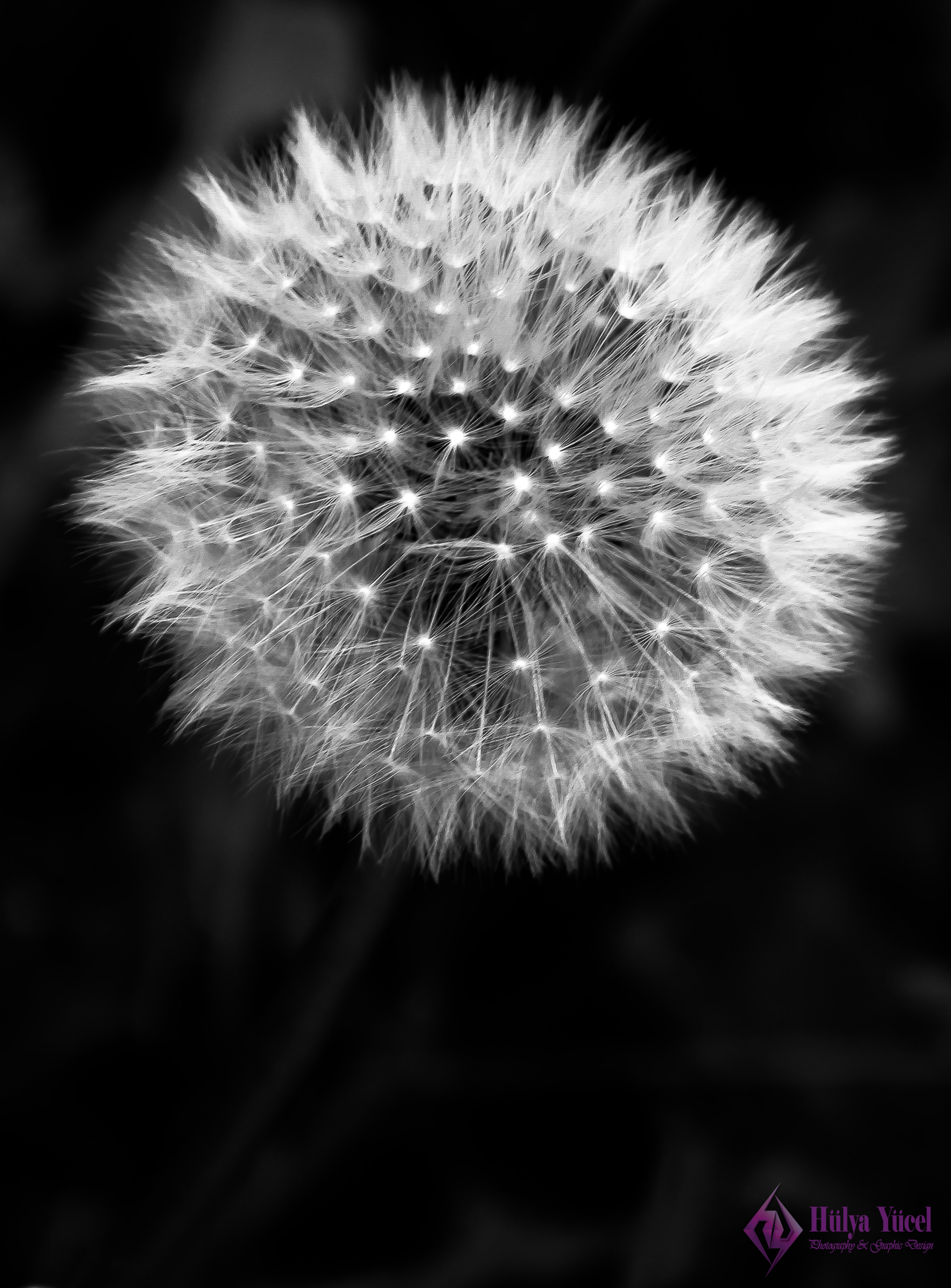 dandelion