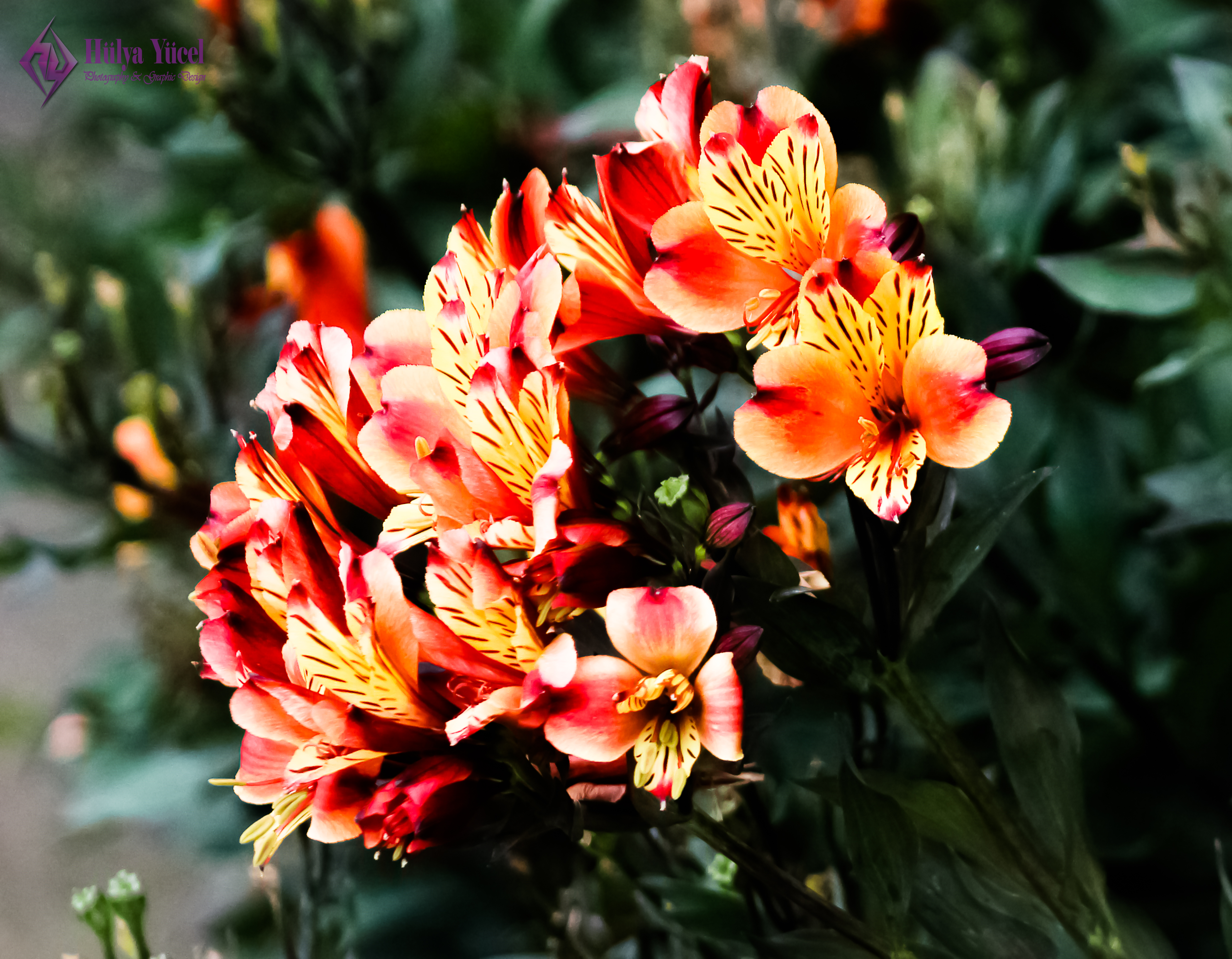 red flowers bunch 