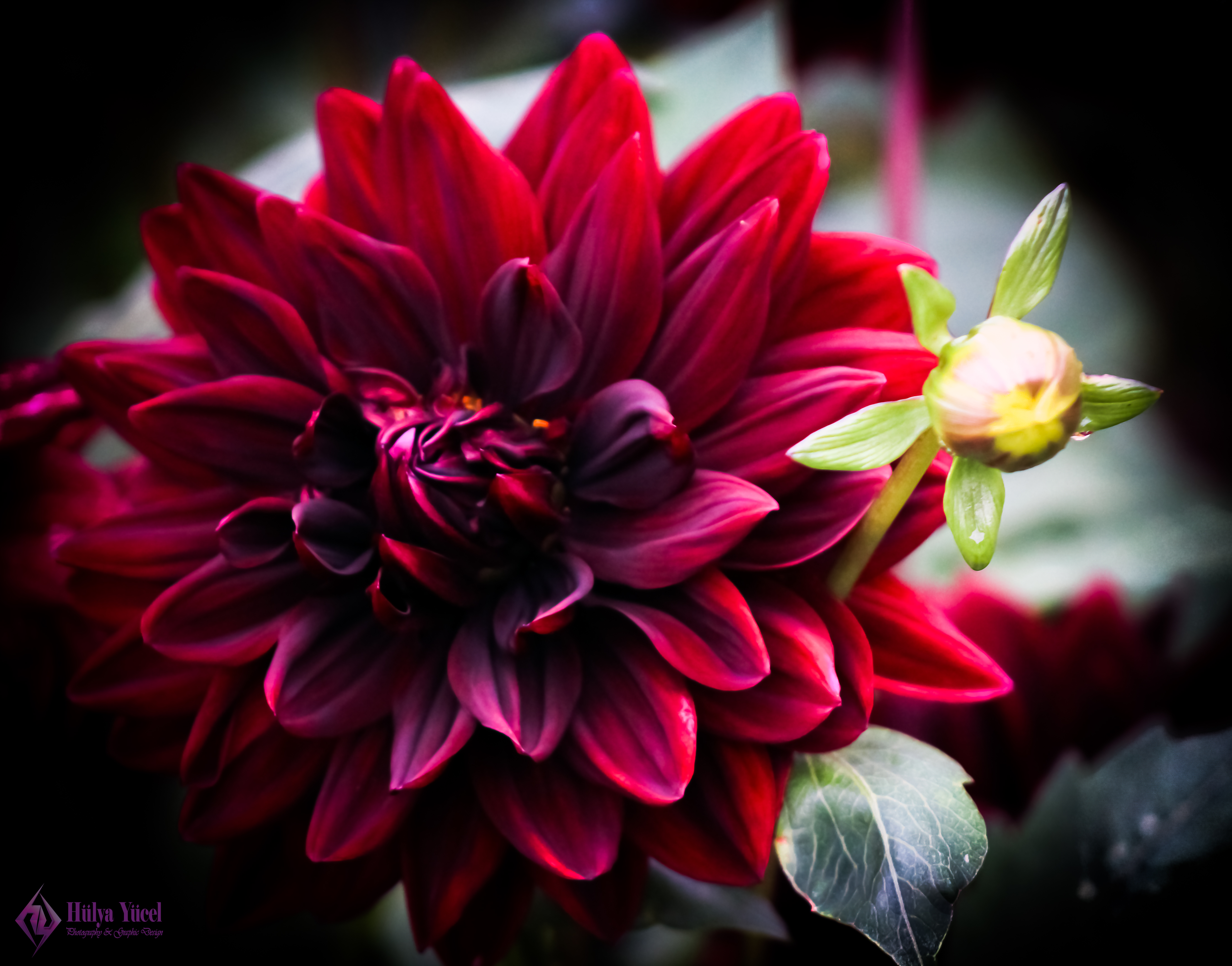 red dalia