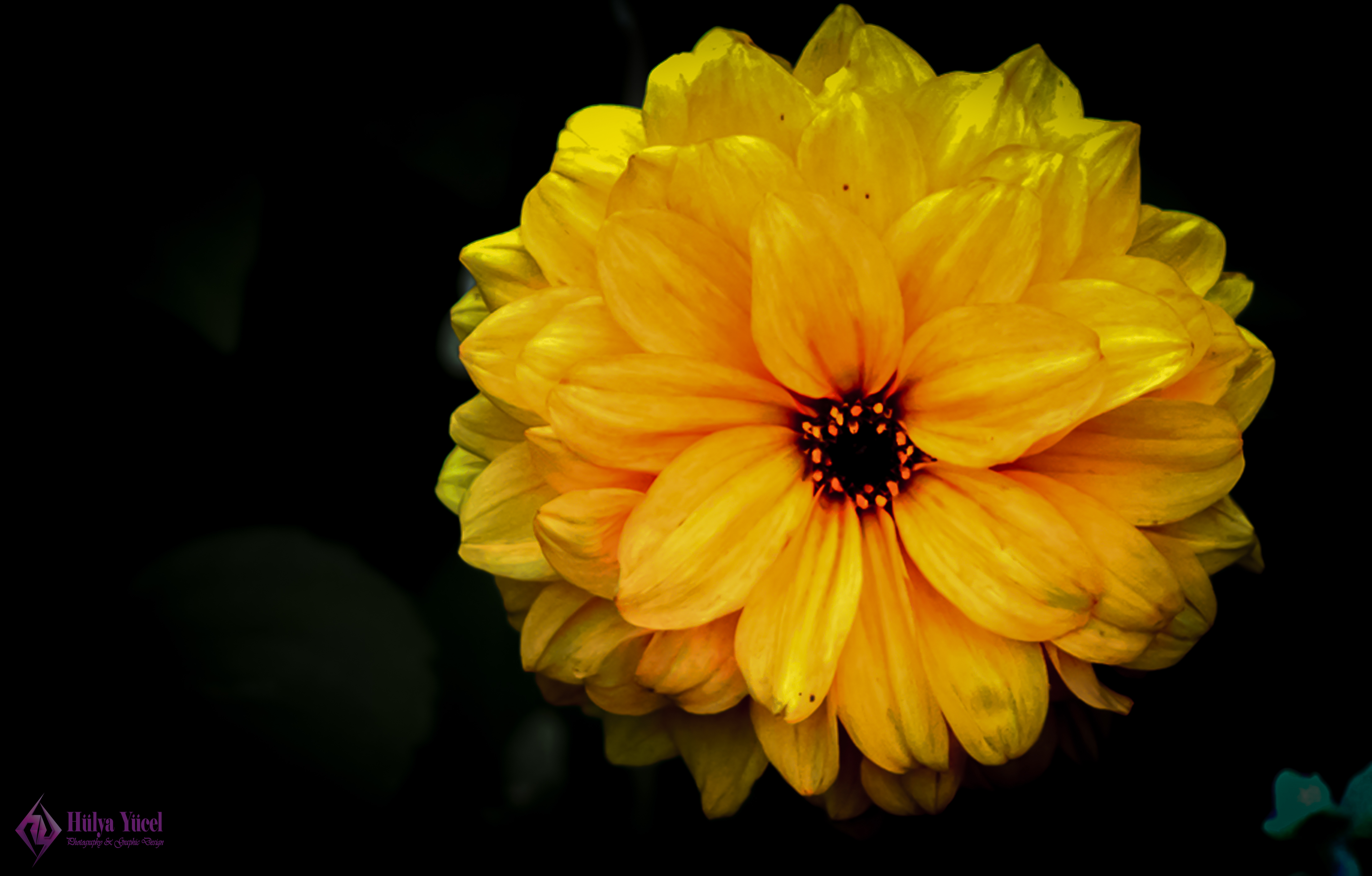 yellow flower