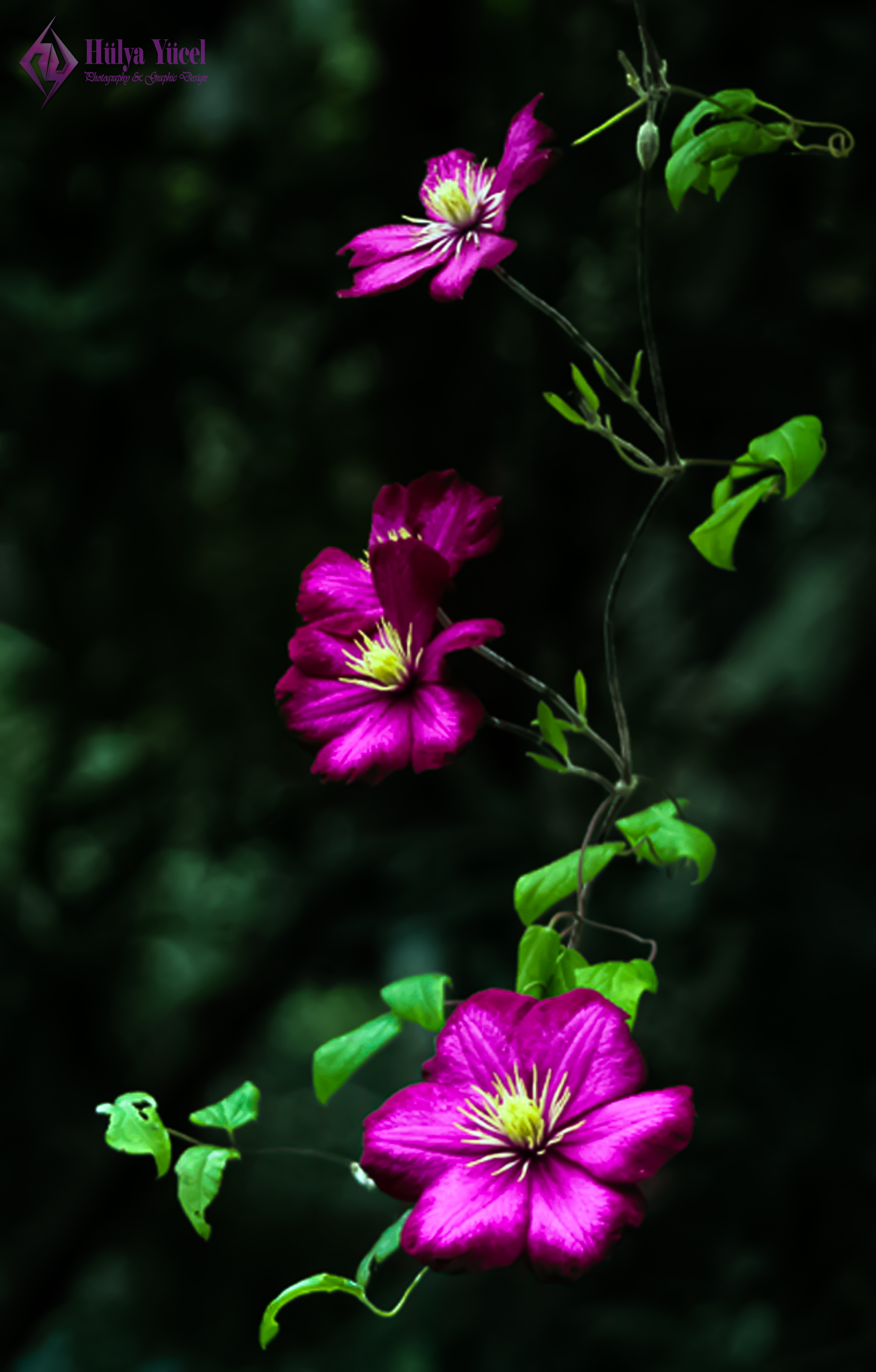 3 purple flowers