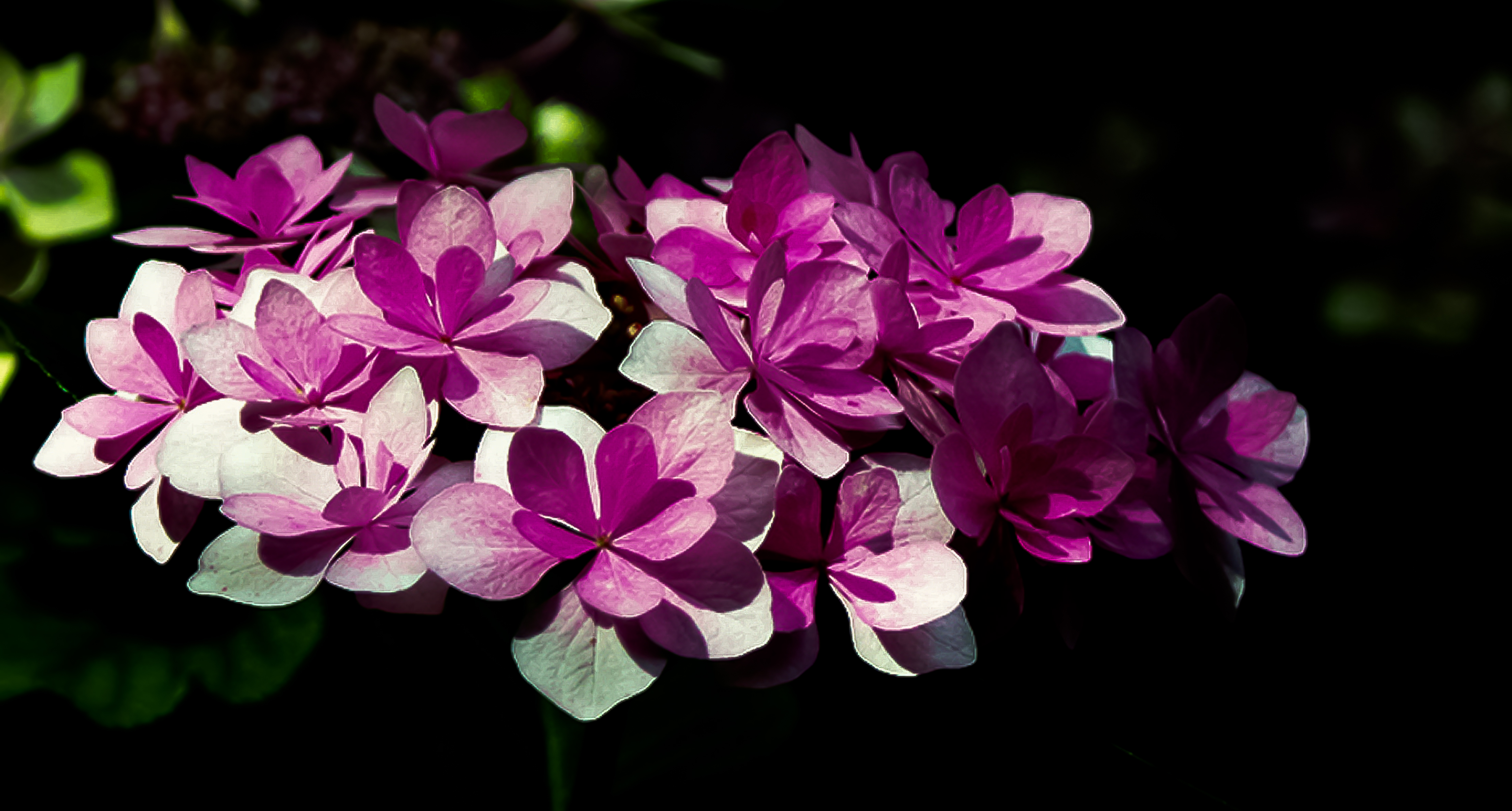 pink bunch of flowers