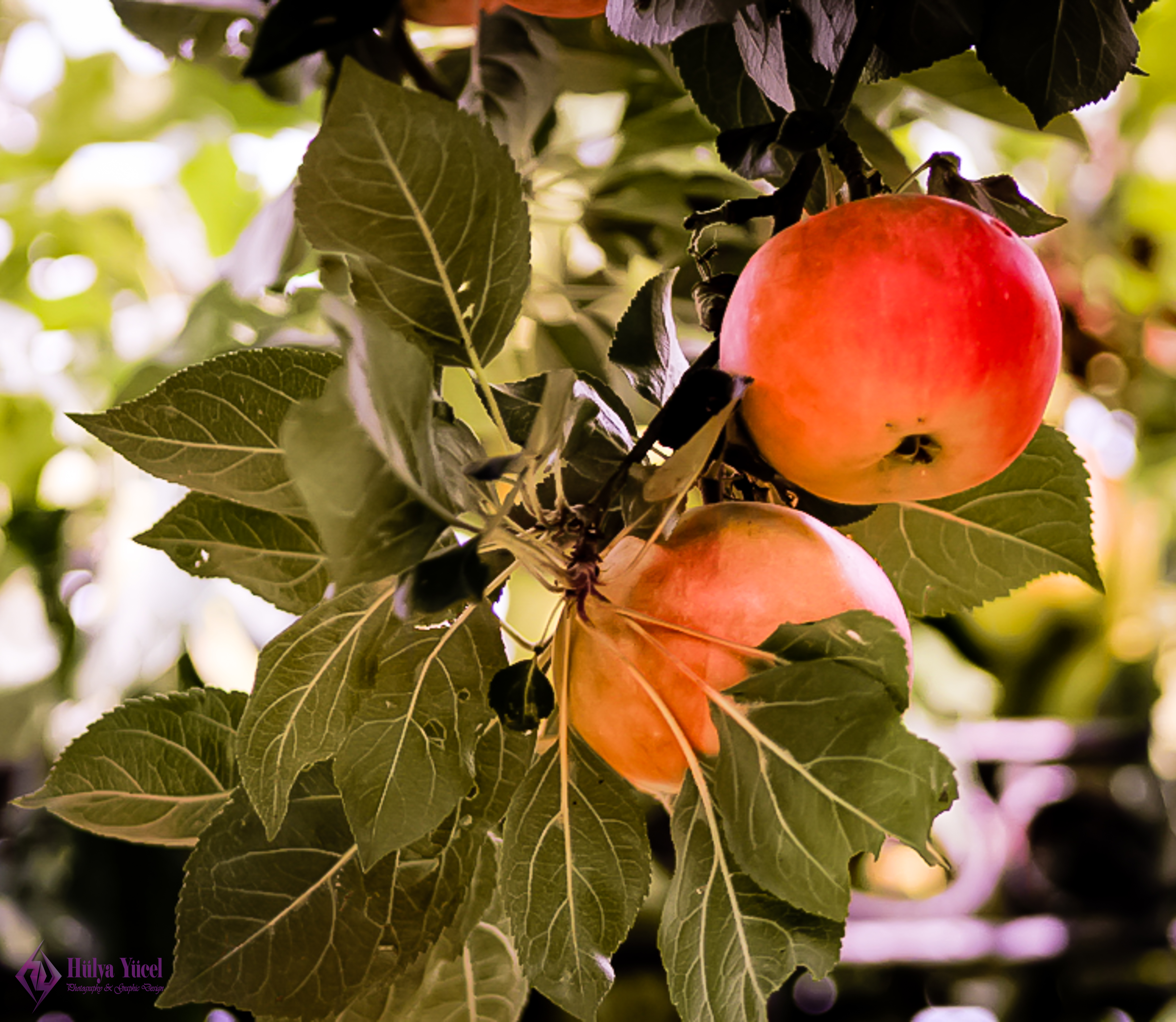 apples in a tree