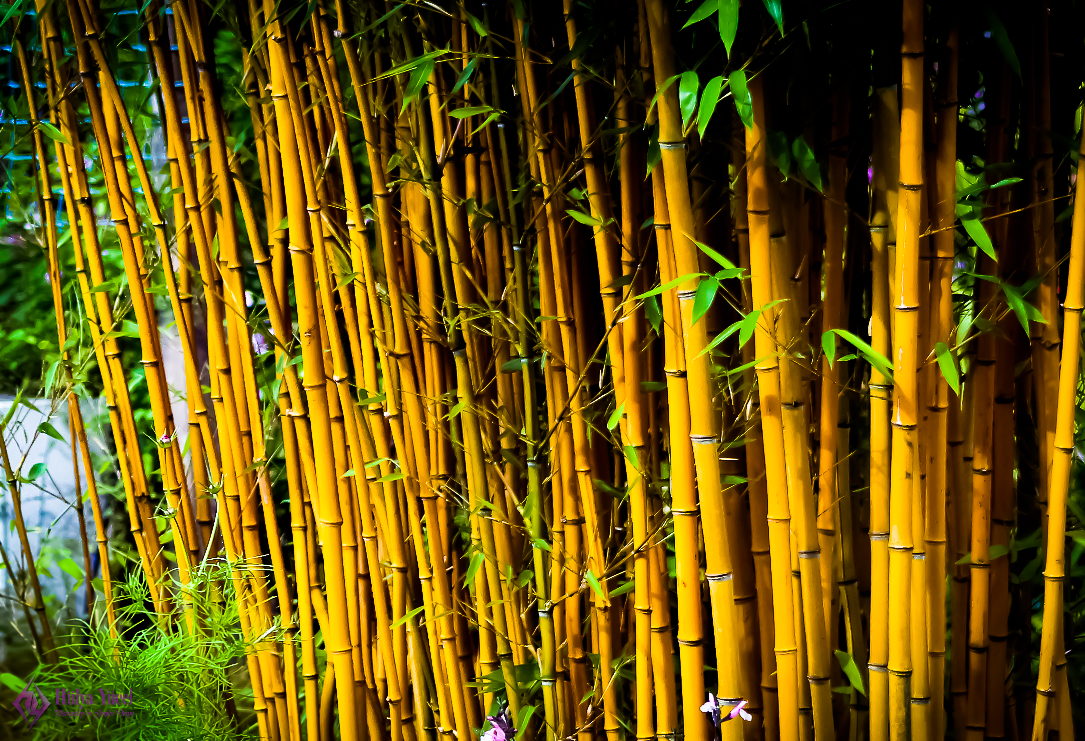 bamboo