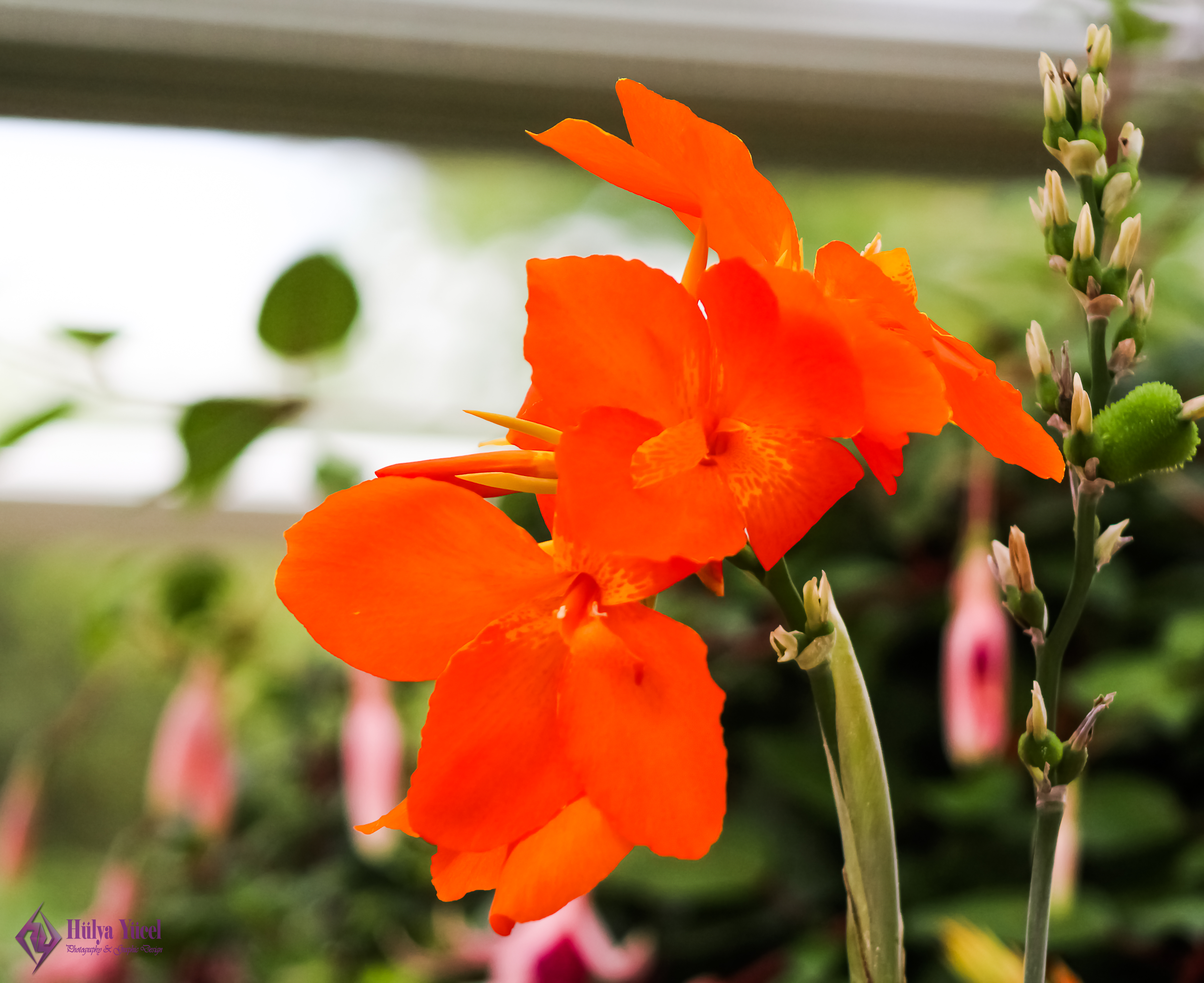 orange flower