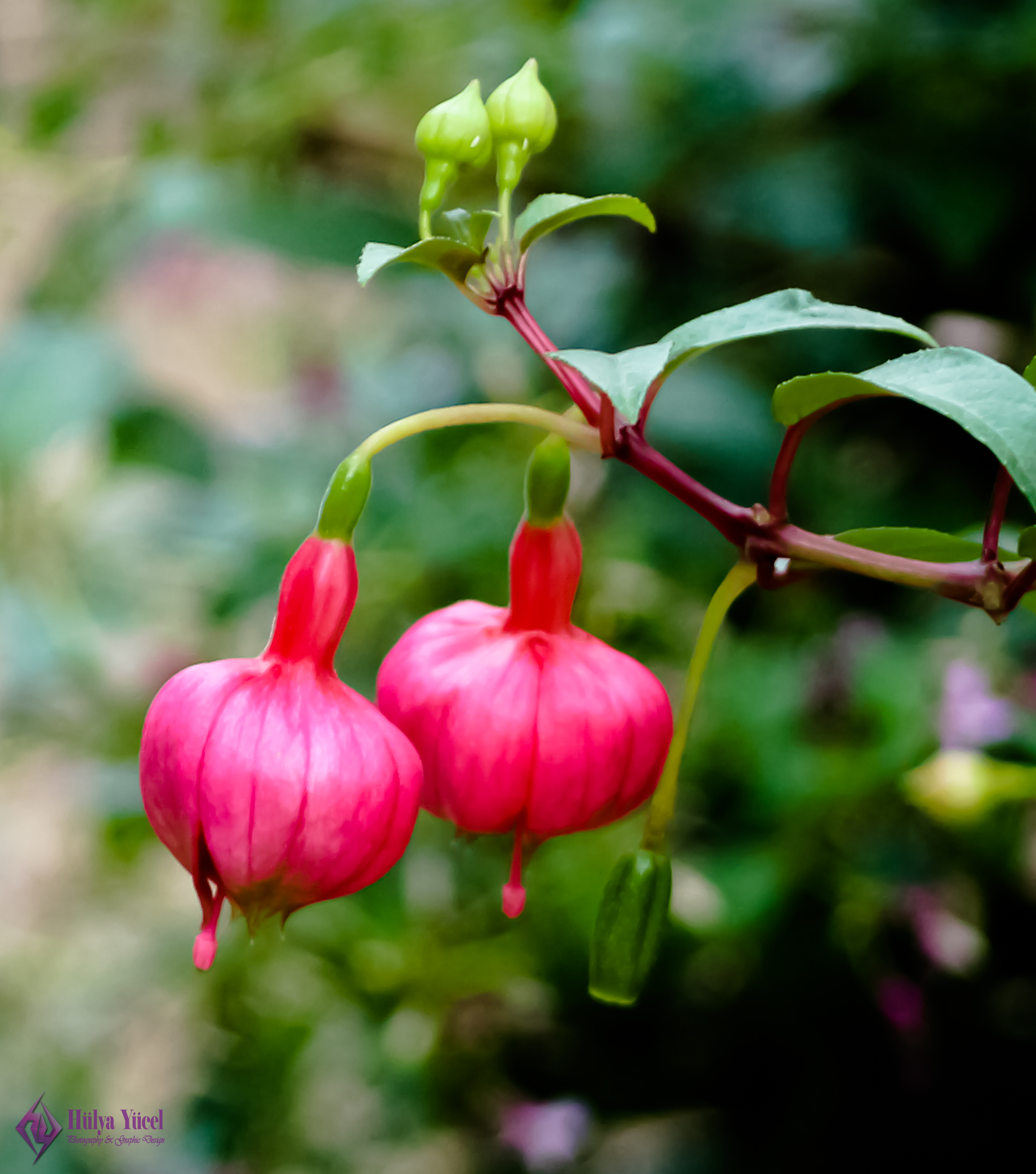 2 pink bells