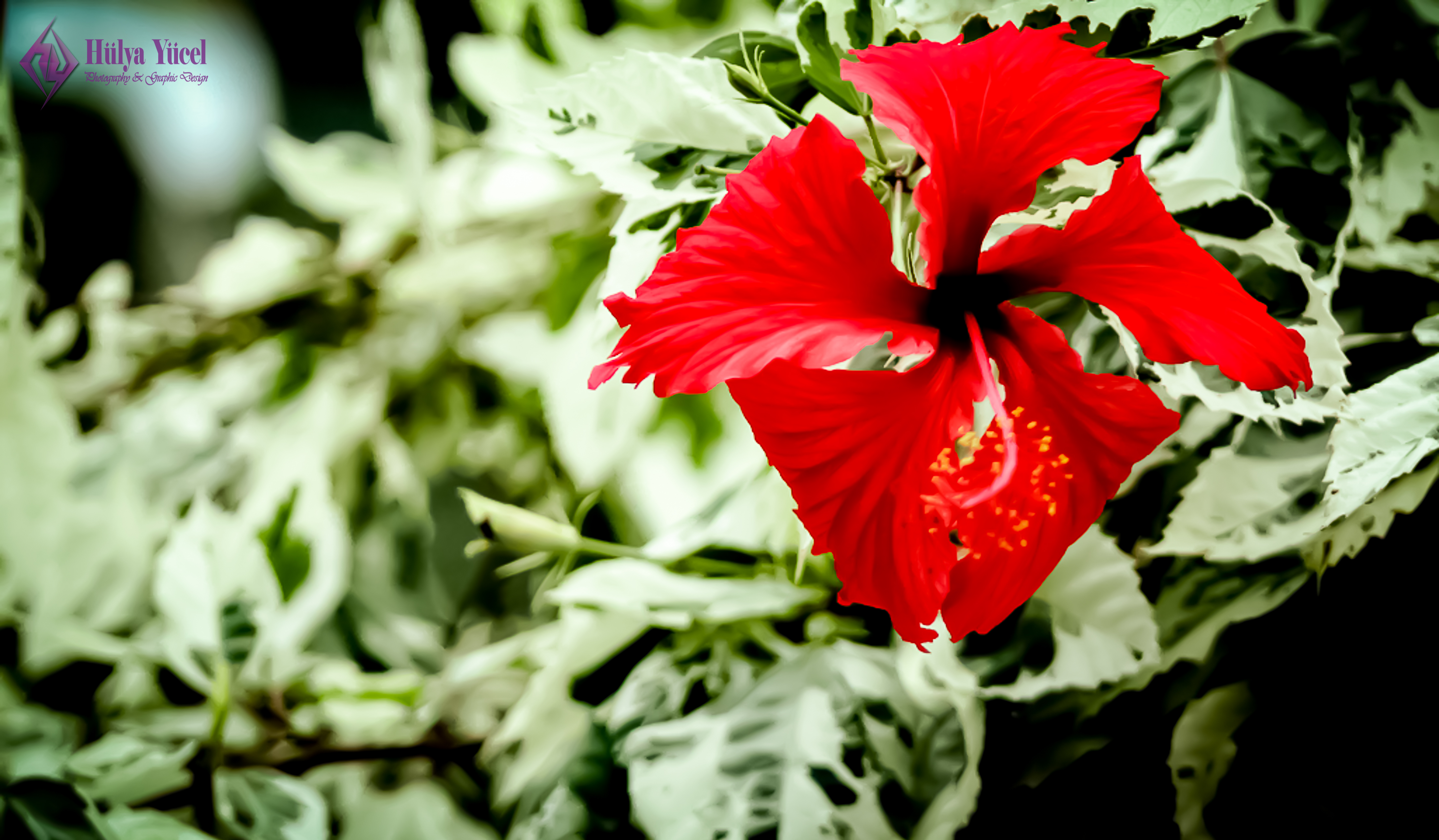 red single flower