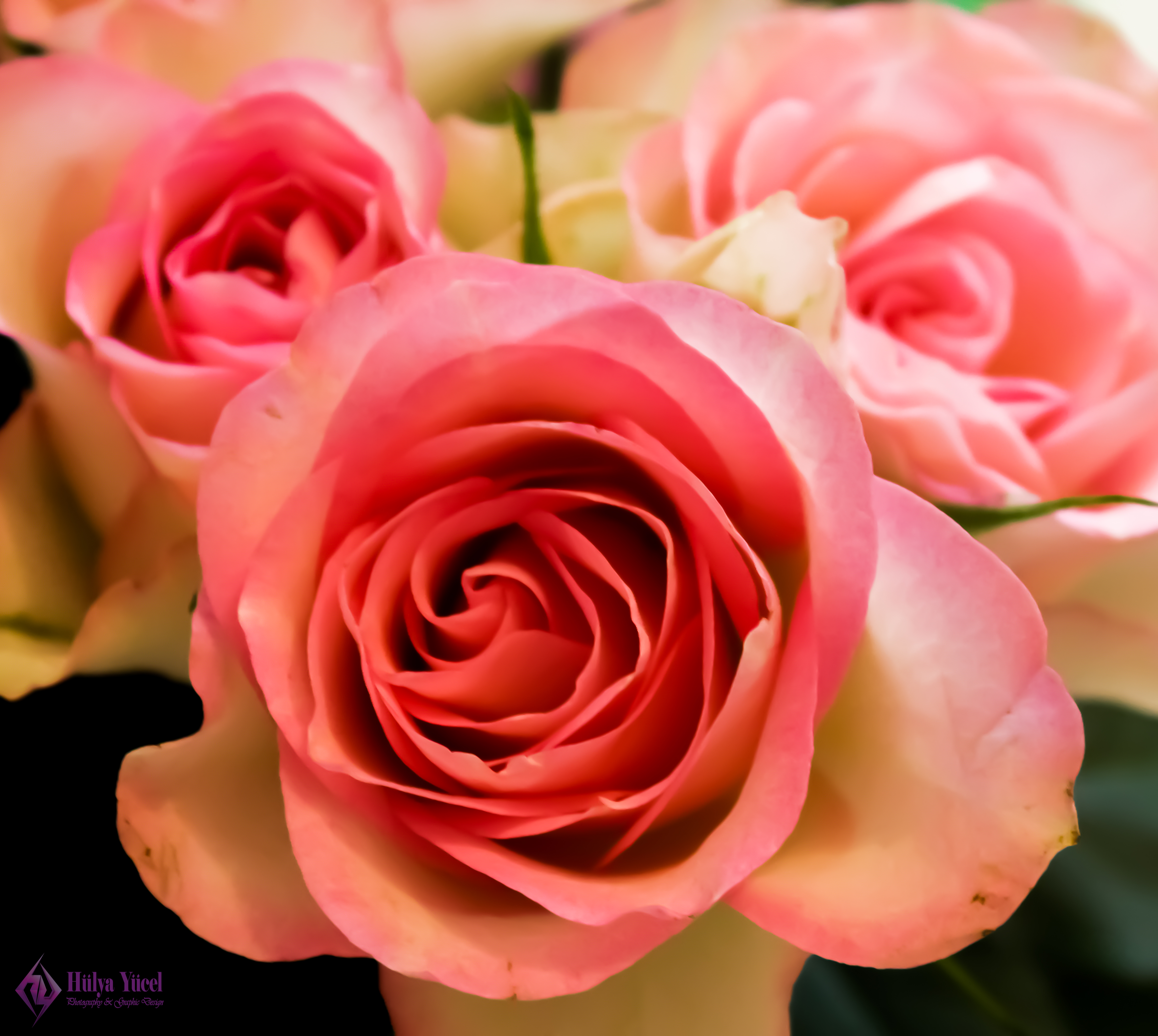 pink roses