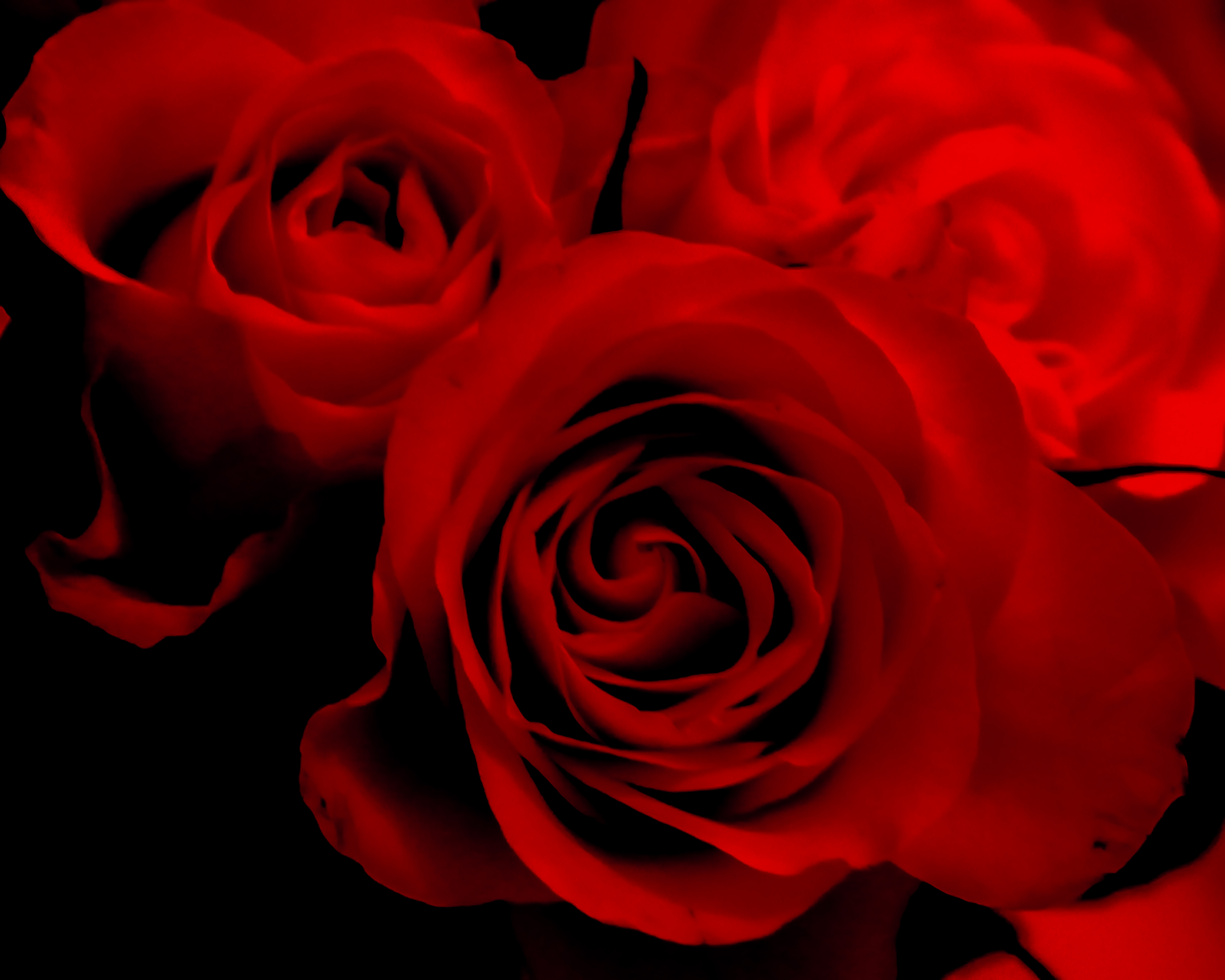 red roses