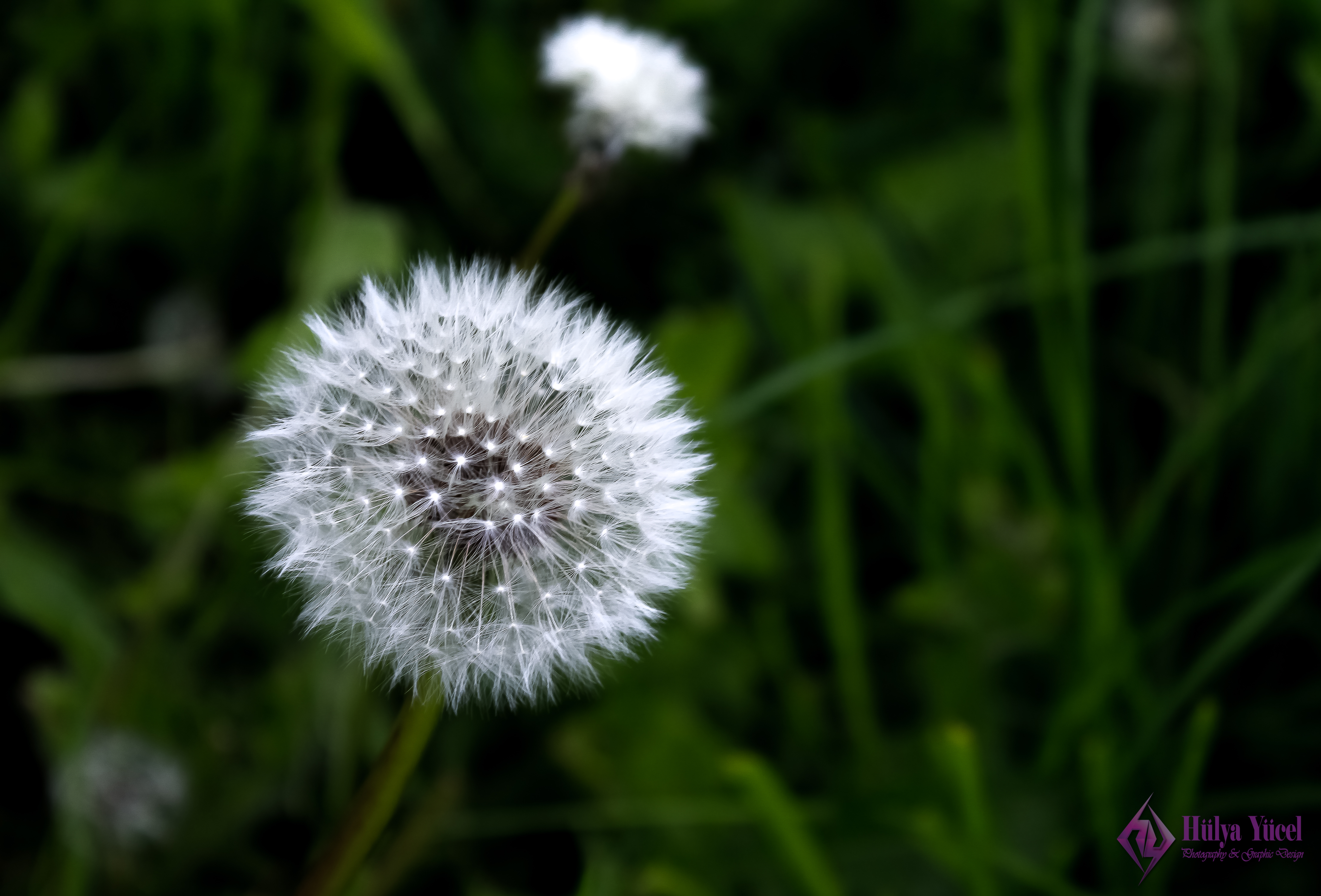 dandelion