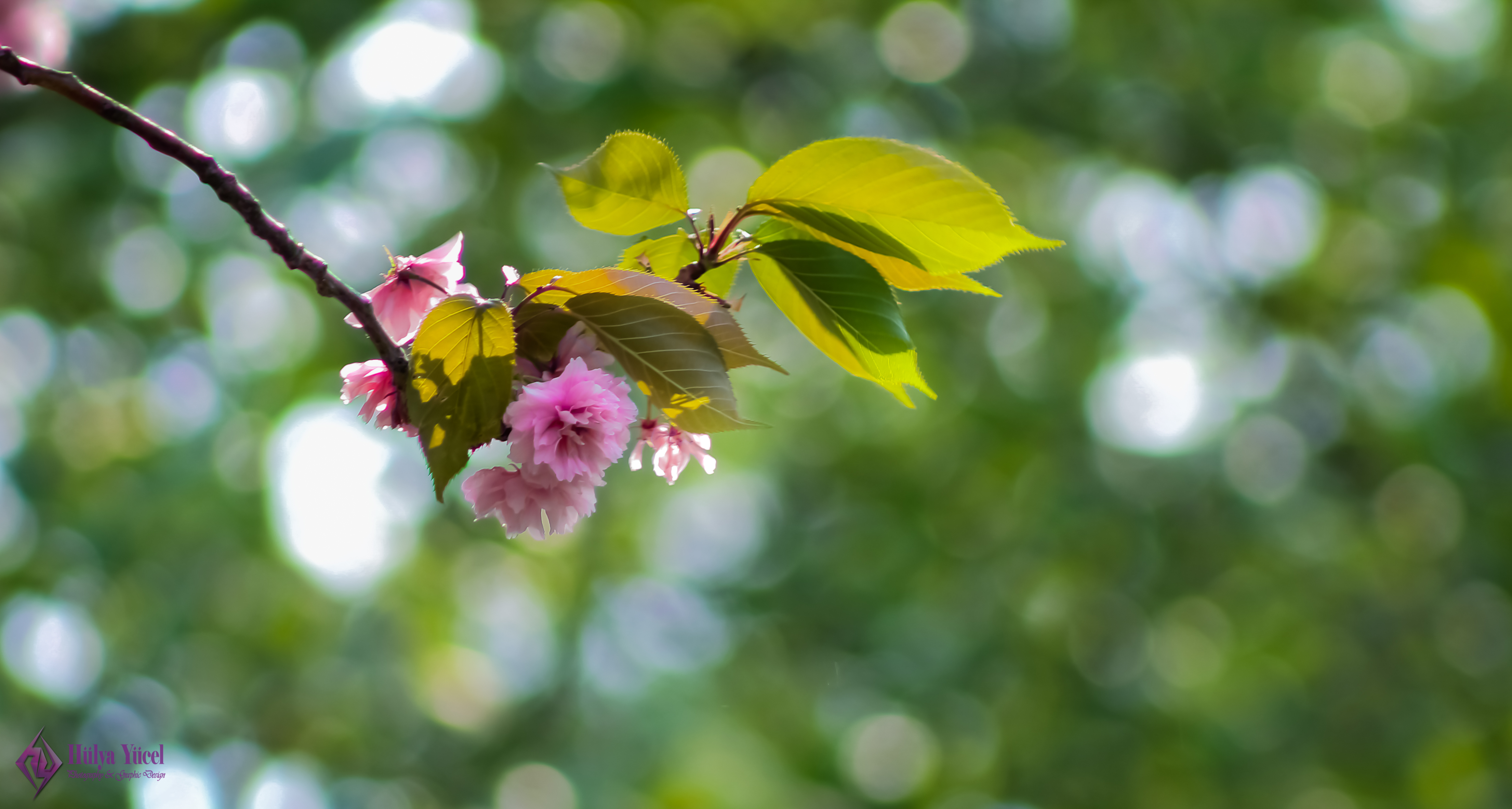 cherry blossom 