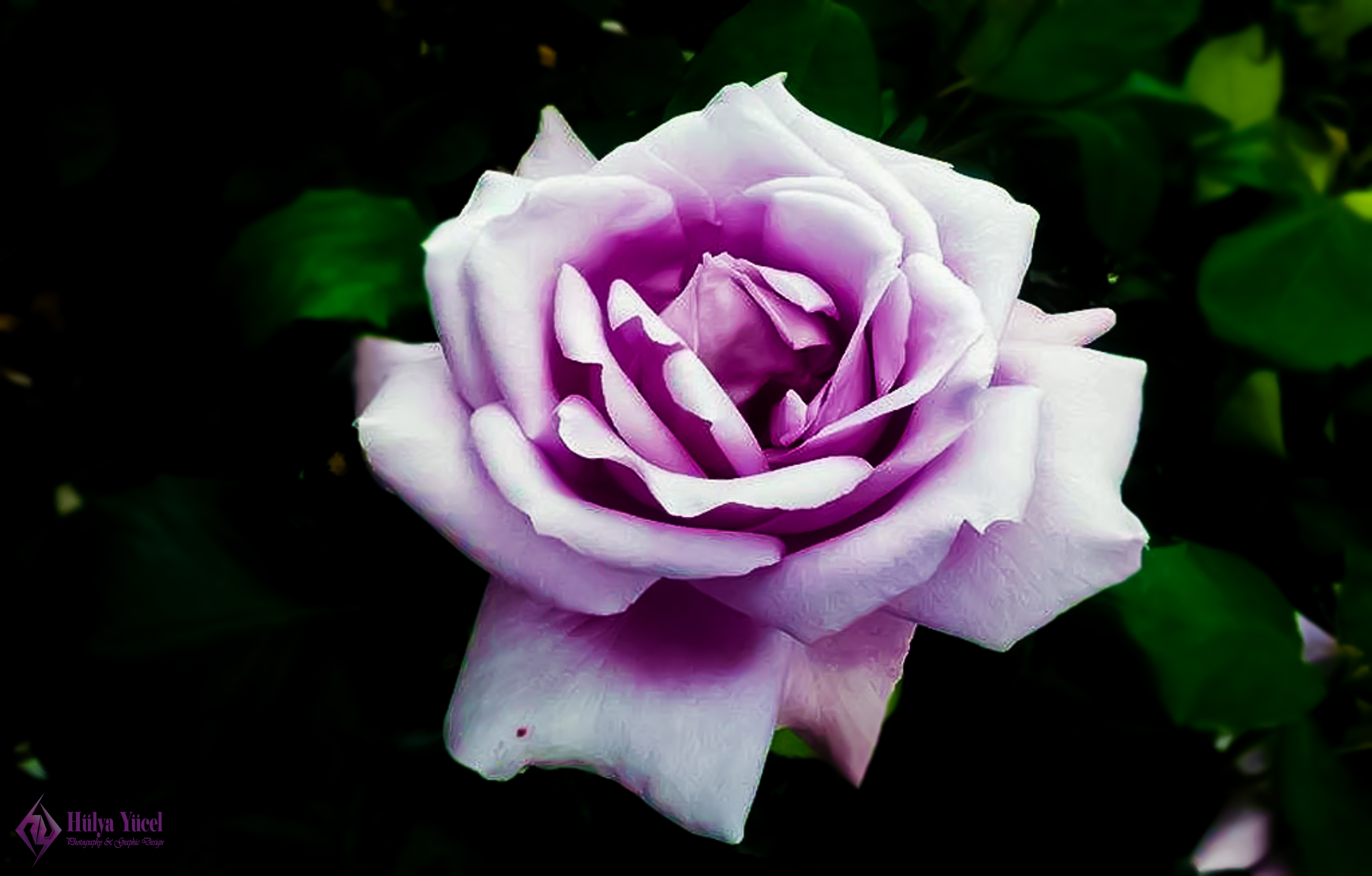 purple rose